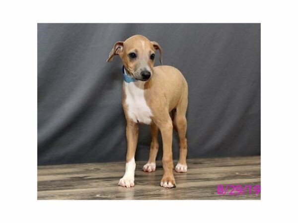 Italian Greyhound DOG Male Blue Fawn 15040 Petland Racine, Wisconsin