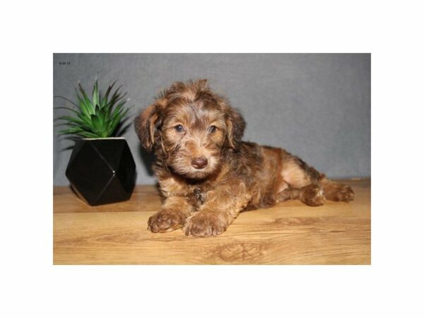 Schnoodle-DOG-Female-Red Sable-15042-Petland Racine, Wisconsin