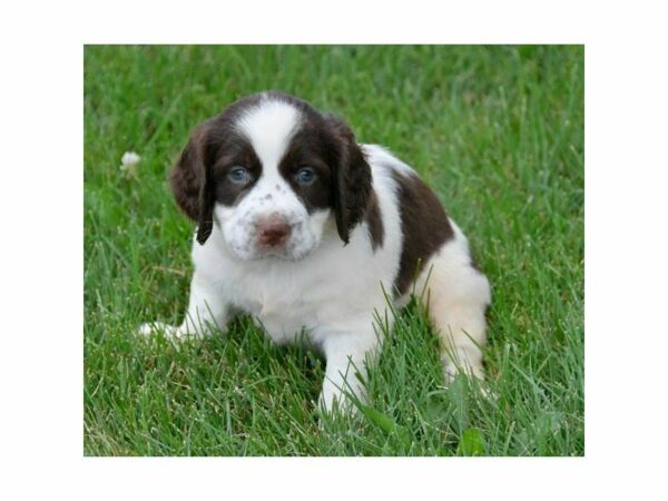 English Springer Spaniel DOG Male Liver / White 23414 Petland Racine, Wisconsin