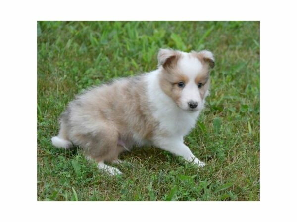 Shetland Sheepdog-DOG-Male-Sable Merle-23413-Petland Racine, Wisconsin
