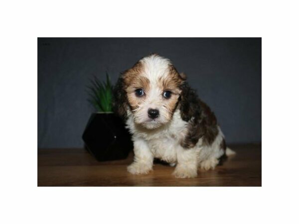 Poodle/Cavalier King-DOG-Female-Sable / White-23401-Petland Racine, Wisconsin