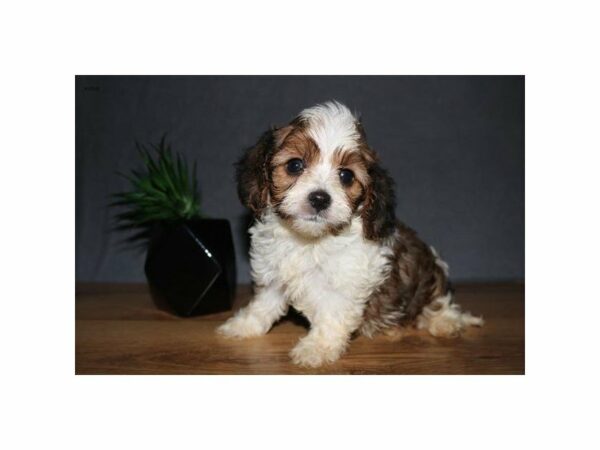 Poodle/Cavalier King-DOG-Male-Sable / White-23410-Petland Racine, Wisconsin