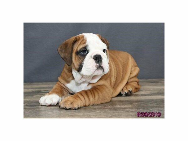 Bulldog-DOG-Male-Red / White-23418-Petland Racine, Wisconsin