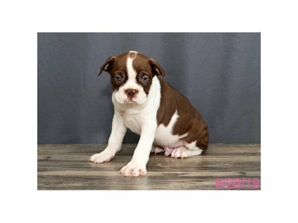 Boston Terrier-DOG-Male-Red / White-23417-Petland Racine, Wisconsin