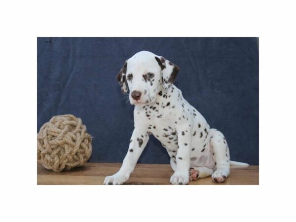 Dalmatian DOG Female Liver / White 23416 Petland Racine, Wisconsin