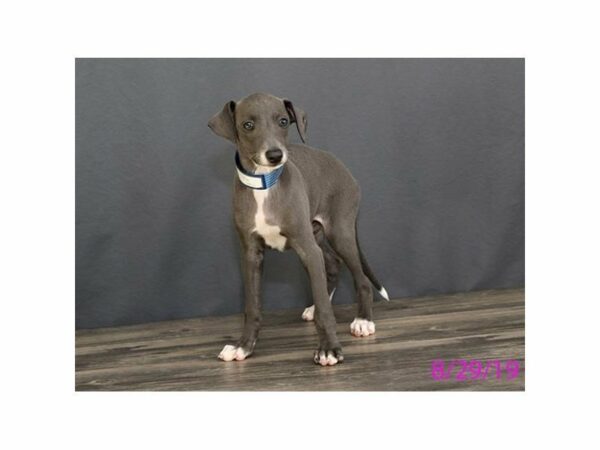 Italian Greyhound DOG Male Blue 23407 Petland Racine, Wisconsin