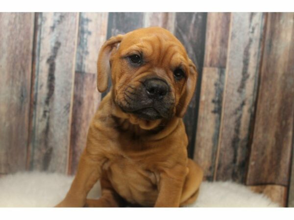 Bullweiler-DOG-Female-Fawn-15043-Petland Racine, Wisconsin