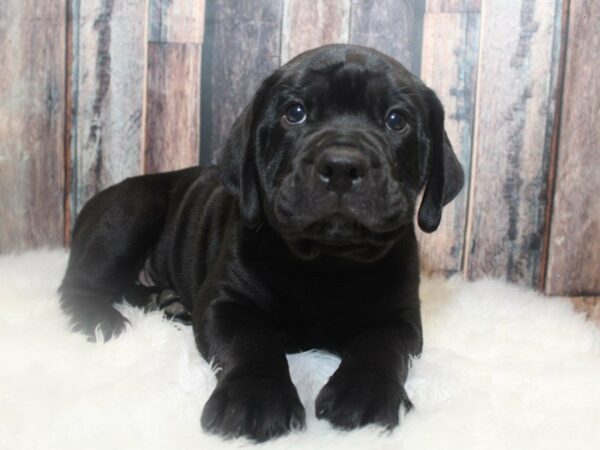 Bullweiler-DOG-Male-Black-15044-Petland Racine, Wisconsin