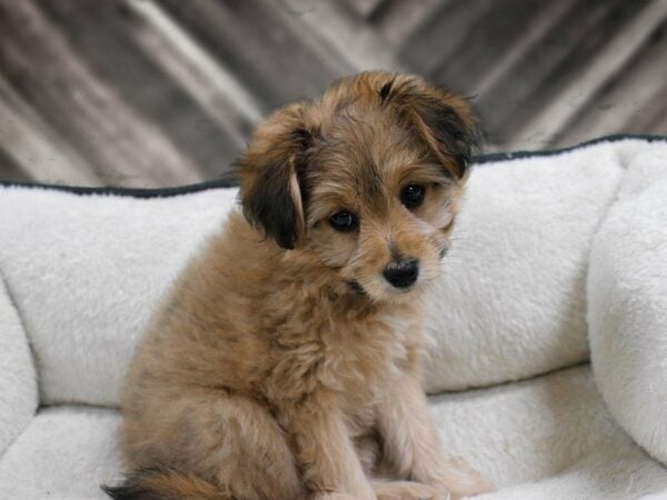 Pomapoo DOG Female Red Sable 23412 Petland Racine, Wisconsin