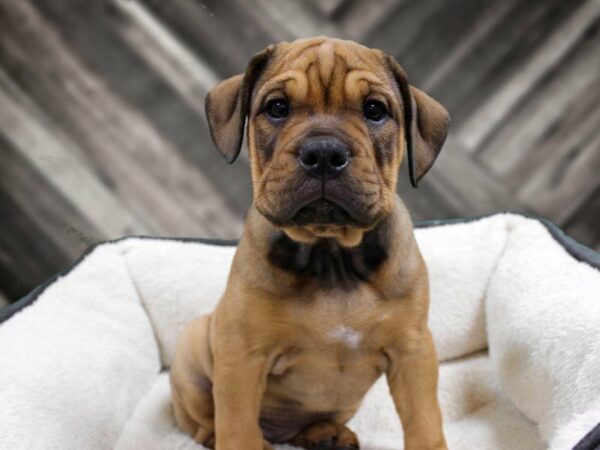 Rottweiler/Bulldog-DOG-Female-FAWN-23423-Petland Racine, Wisconsin