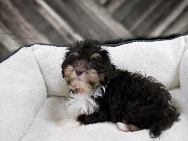 Havanese-DOG-Female-Chocolate-23415-Petland Racine, Wisconsin