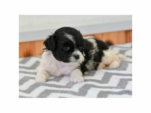 Shihpoo DOG Male Black / White 23430 Petland Racine, Wisconsin