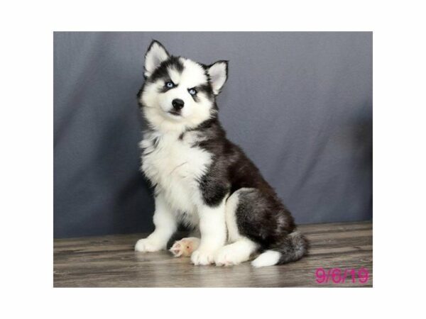 Siberian Husky-DOG-Female-Black / White-15047-Petland Racine, Wisconsin