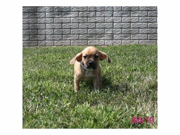 French Bulldog/Beagle-DOG-Female-Fawn-15046-Petland Racine, Wisconsin