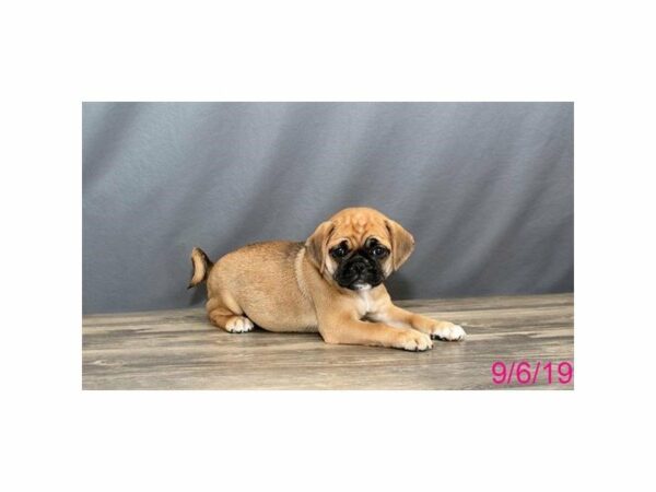 Puggle 2nd Gen-DOG-Female-Fawn-15050-Petland Racine, Wisconsin