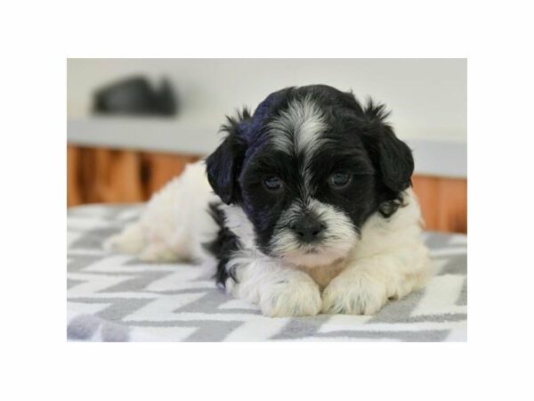 Shi-Poo-DOG-Female-Black/White-15049-Petland Racine, Wisconsin