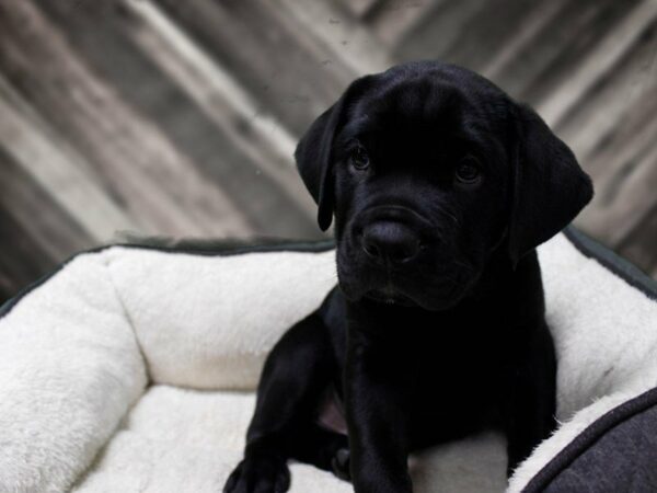 Rottweiler/Bulldog-DOG-Male-BLK-23424-Petland Racine, Wisconsin