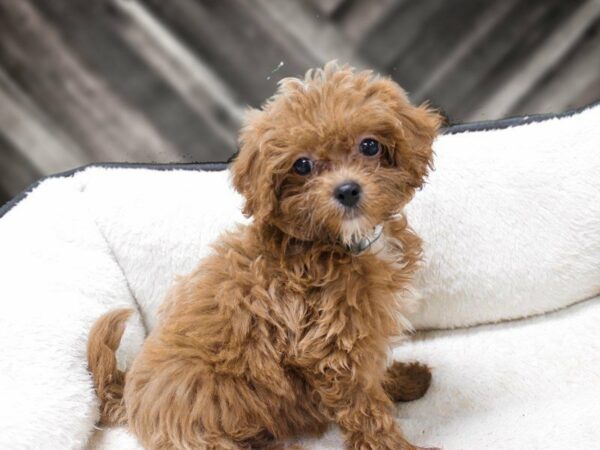 Cavapoo 2nd Generation DOG Female RUBY 23437 Petland Racine, Wisconsin