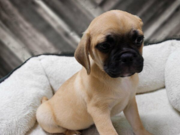 Puggle 2nd Gen-DOG-Male-Fawn-23427-Petland Racine, Wisconsin