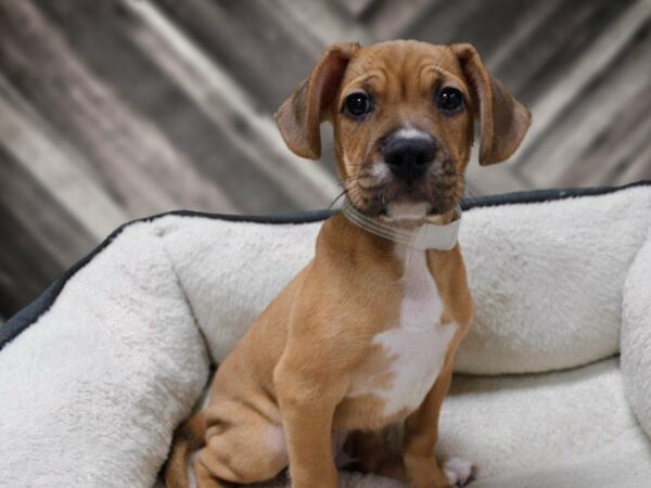 Frengle-DOG-Male-Fawn-23426-Petland Racine, Wisconsin