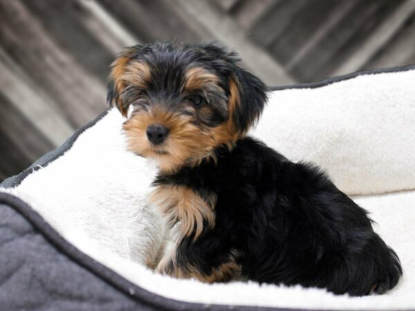 Yorkshire Terrier-DOG-Male-BLK/TAN-23425-Petland Racine, Wisconsin