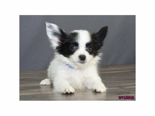 Papillon-DOG-Male-Black / White-23444-Petland Racine, Wisconsin