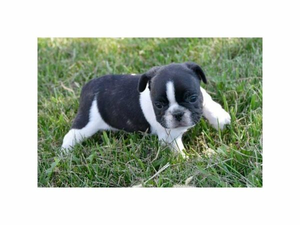 French Bulldog-DOG-Male-Brindle / White-23451-Petland Racine, Wisconsin