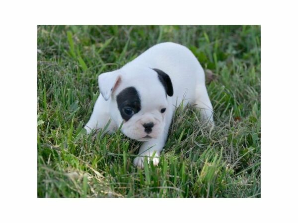 French Bulldog-DOG-Male-Black-15056-Petland Racine, Wisconsin