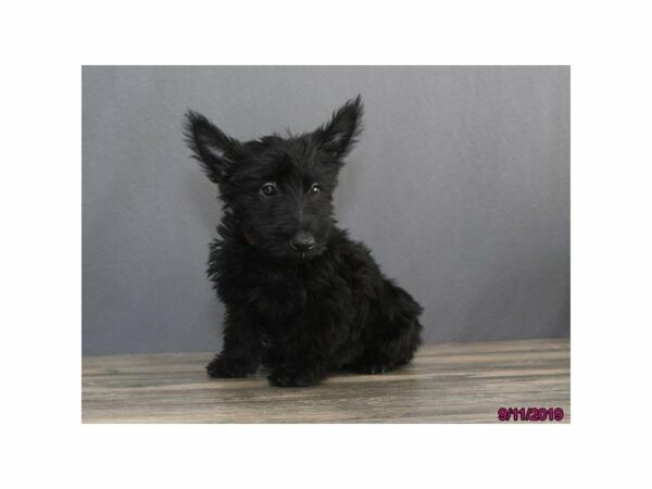 Scottish Terrier DOG Female Black 15059 Petland Racine, Wisconsin