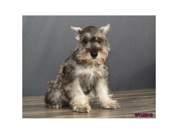 Miniature Schnauzer-DOG-Male-Salt / Pepper-15063-Petland Racine, Wisconsin