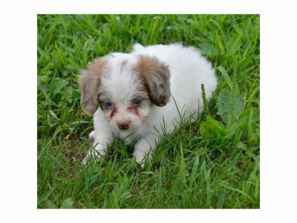 Aussie/Poodle-DOG-Female-White-15064-Petland Racine, Wisconsin