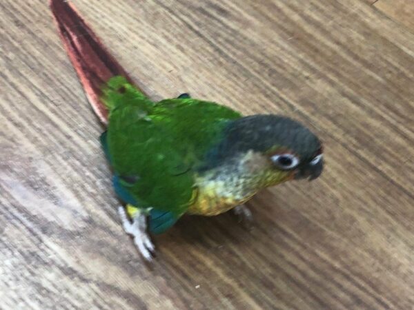 Yellow Sided Green Cheek Conure-BIRD-Male--23457-Petland Racine, Wisconsin