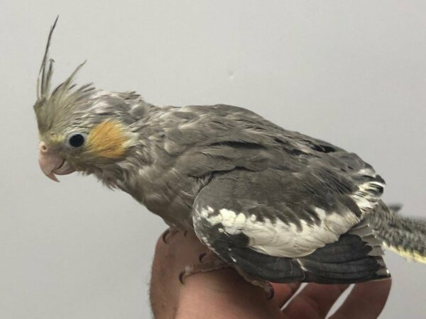 Cockatiel-BIRD-Male--23459-Petland Racine, Wisconsin