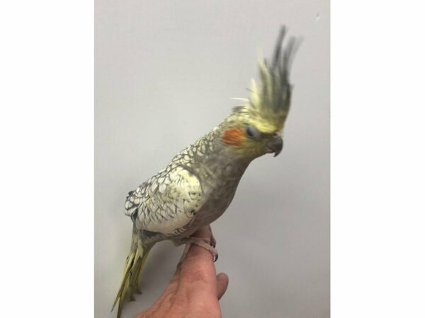 Cockatiel BIRD Male 23460 Petland Racine, Wisconsin