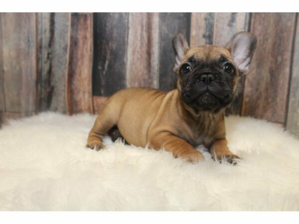 French Bulldog-DOG-Female-Red Fawn-15066-Petland Racine, Wisconsin
