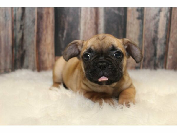 French Bulldog-DOG-Male-Red Fawn-15067-Petland Racine, Wisconsin