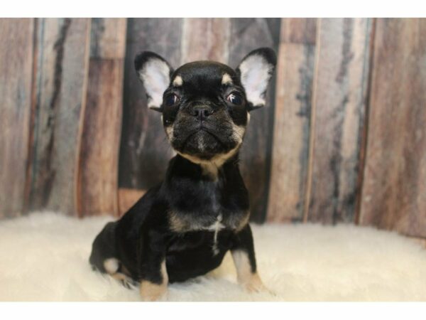 French Bulldog-DOG-Female-Black/Tan-15068-Petland Racine, Wisconsin