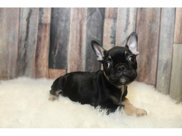 French Bulldog-DOG-Male-Black/Tan-15069-Petland Racine, Wisconsin
