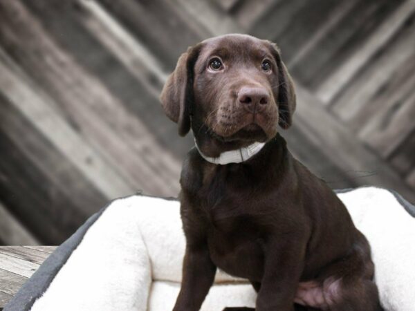 Labrador Retriever-DOG-Male-Chocolate-23446-Petland Racine, Wisconsin