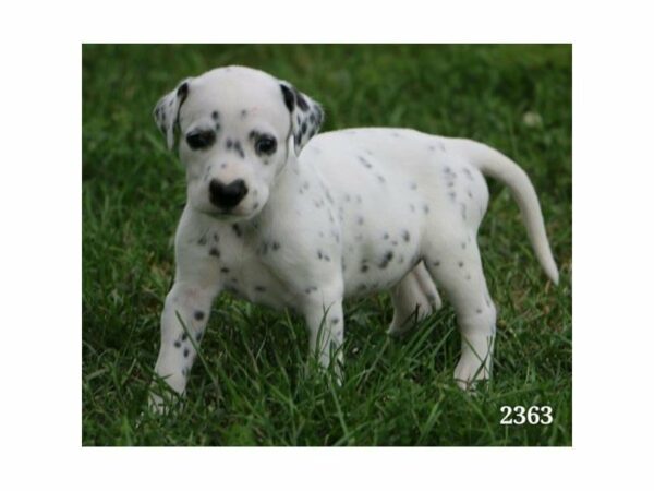 Dalmatian-DOG-Male-White / Black-23473-Petland Racine, Wisconsin