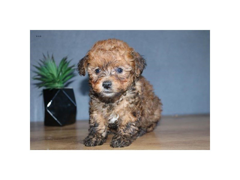 Sable toy hot sale poodle