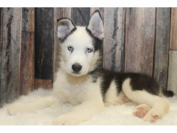 Siberian Husky-DOG-Male-Black / White-15073-Petland Racine, Wisconsin