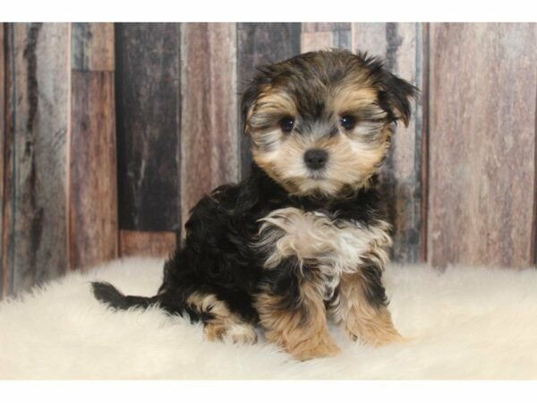 Morkie (Yorki/Maltese)-DOG-Male-Black / Tan-15076-Petland Racine, Wisconsin