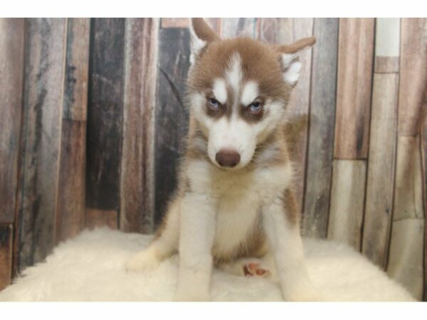 Siberian Husky-DOG-Male-Red / White-15077-Petland Racine, Wisconsin