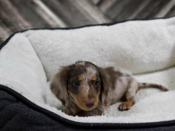 Dachshund-DOG-Male-Chocolate Merle-23467-Petland Racine, Wisconsin