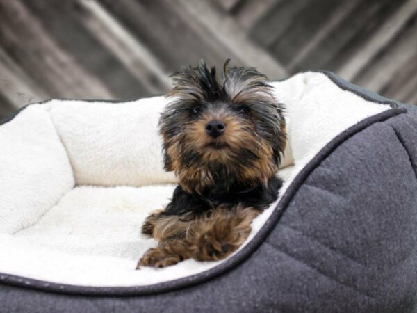 Yorkshire Terrier-DOG-Male-BLU/GLD-23482-Petland Racine, Wisconsin