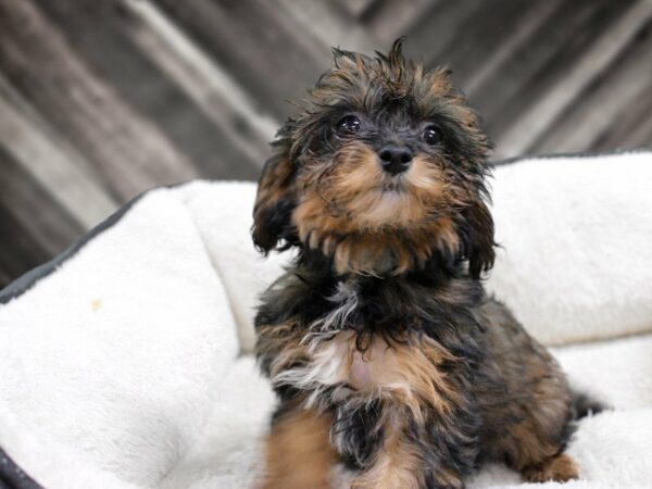 Poovanese-DOG-Female-RD/SBL-23481-Petland Racine, Wisconsin