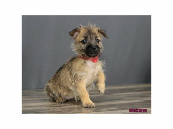 Cairn Terrier DOG Female Wheaten 23486 Petland Racine, Wisconsin