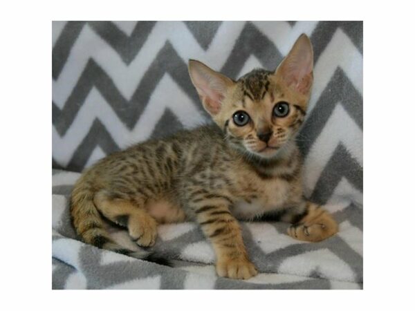 Bengal-CAT-Male-Black / Brown-23485-Petland Racine, Wisconsin