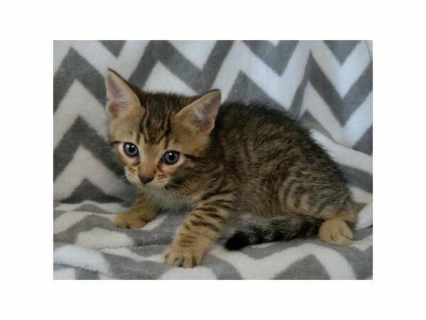 Bengal-CAT-Male-Black / Brown-23492-Petland Racine, Wisconsin